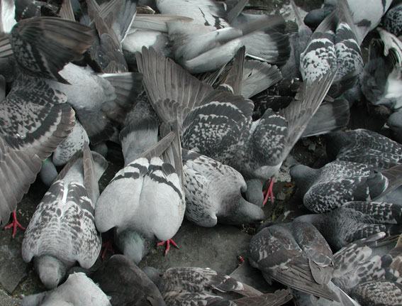 Solutions contre les PIGEONS et autres VOLATILES