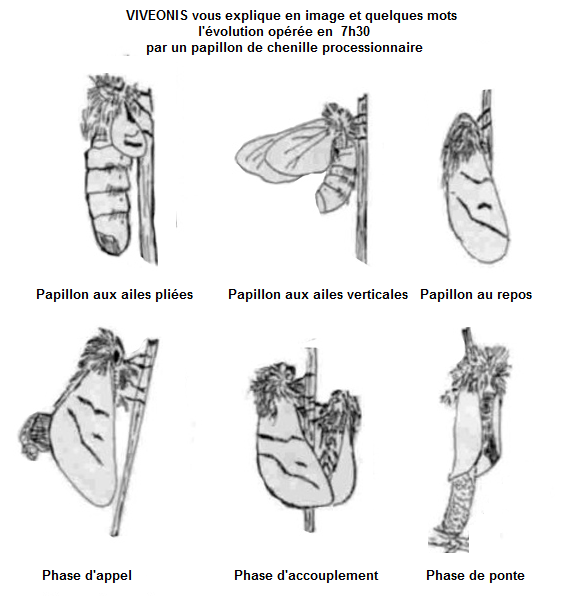 Image et explication de l'évolution de la ponte en 7h30 du papillon des chenilles processionnaires