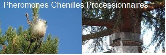 Pheromones Chenilles Processionnaires